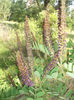 Amorpha fructiosa 25-05-2013