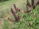 Amorpha fructiosa 25-05-2013