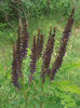 Amorpha fructiosa 25-05-2013