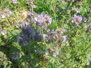 Phacelia  03-07-2013