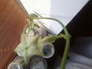 ceropegia sandersonii