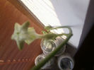 sau planta parasuta