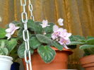 violeta