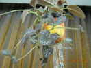 episcia