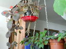 episcia