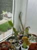 cactusi-grup