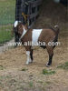 Anglo_Nubian_Goats_For_Sale