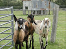 camelot_goats2