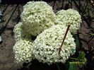 hortensia anabelle