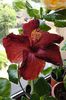 hibiscus Howard Hine