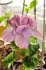 hibiscus Linda Pearl