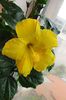 hibiscus Senegal