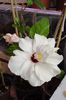 hibiscus Alb dublu