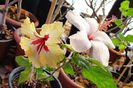 hibiscus Natal  hibiscus Silya Goodman