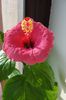 hibiscus roz de Arad ?
