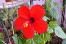 hibiscus Nihi