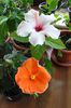 hibiscus Apple Blossom