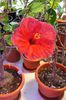 hibiscus Helene