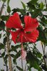hibiscus Surinam