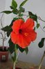 hibiscus Briliance
