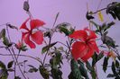 hibiscus Surinam hibiscus Cooperi