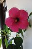 hibiscus Black Beauty ?