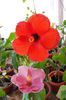hibiscus Nihi