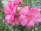 DSCN3677