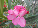 DSCN3678