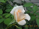 DSCN3675