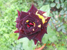 DSCN3679