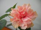 Classic Apricot