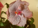 Tahitian Lavander Frolic