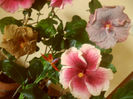 hibiscus grup