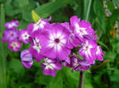 Phlox paniculata Wilhelm Kesselring
