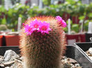 Mammillaria spinosissima