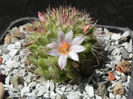 Mammillaria goodridgii v rectispina