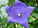 platycodon