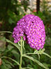 buddleja