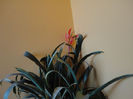 Billbergia