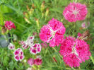 DSCN4559