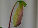 Sinningia EW s Pink Pearl