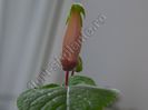Sinningia EW s Pink Pearl