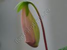 Sinningia EW s Pink Pearl