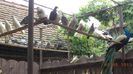 DSC05411