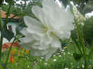 DSCN4571