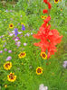 DSCN4596