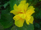 DSCN4606
