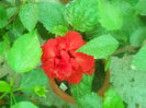 DSCN4601