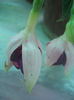 DSCN4604